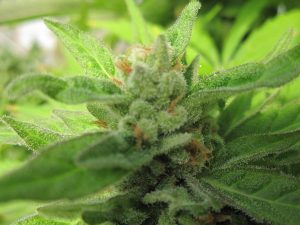 היתרונות הרפואיים של THC