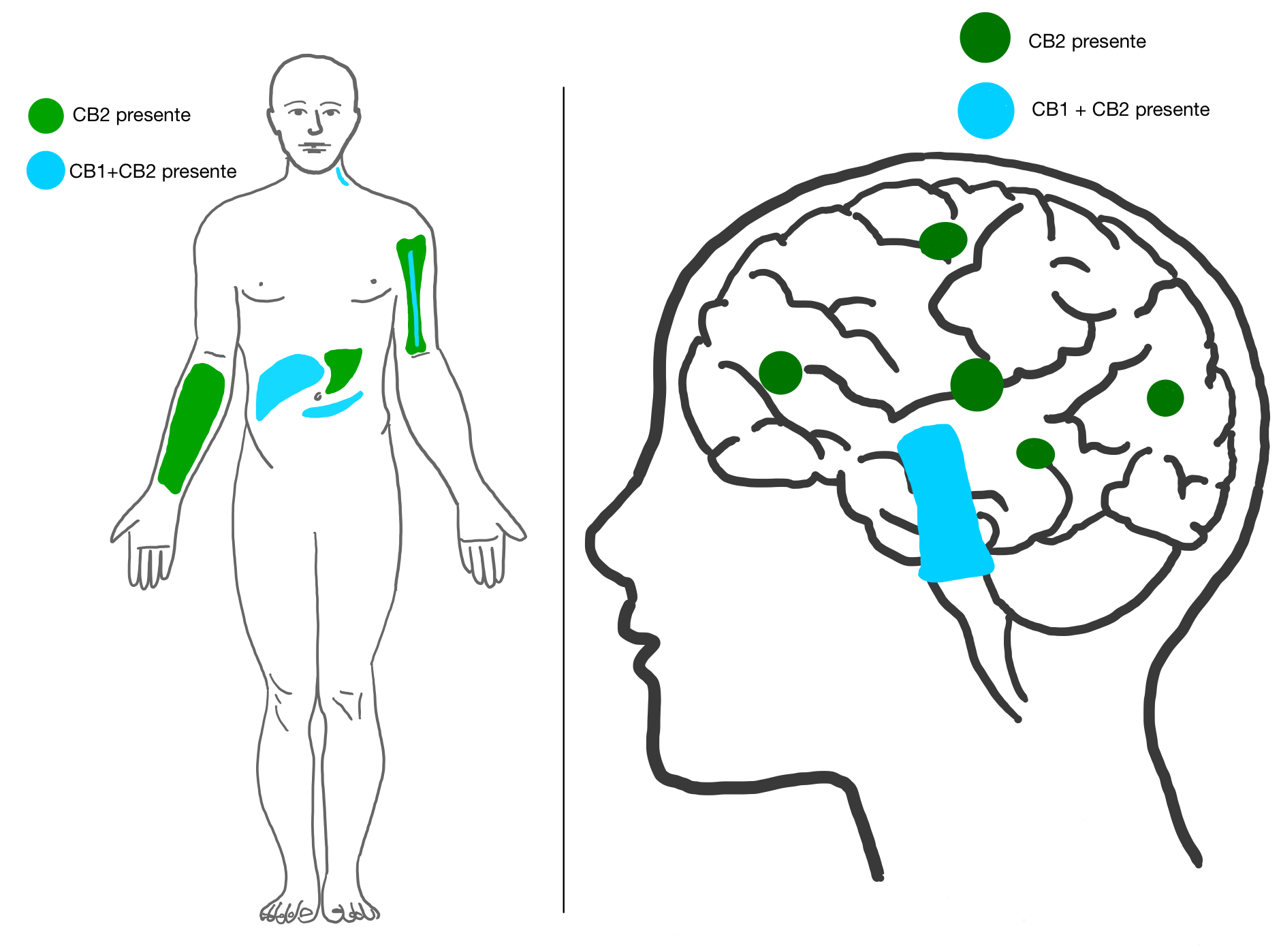 קולטן CB2 רצפטור CB2 ותפקידו כרגולטור של דלקת CB2 Receptor שמני