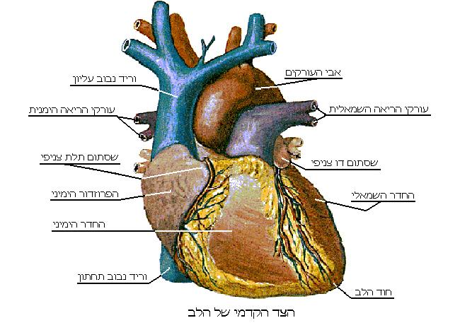 שמן קנאביס והלב שמן קנאביס ללב ולדם - שמן קנאביס ומערכת הדם - שמני ...